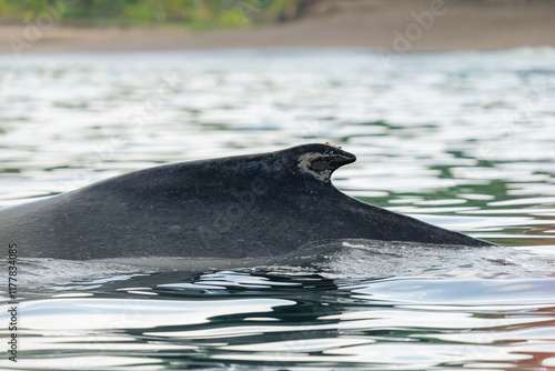 Dorsal fin of a whale as it emerges from the sea water