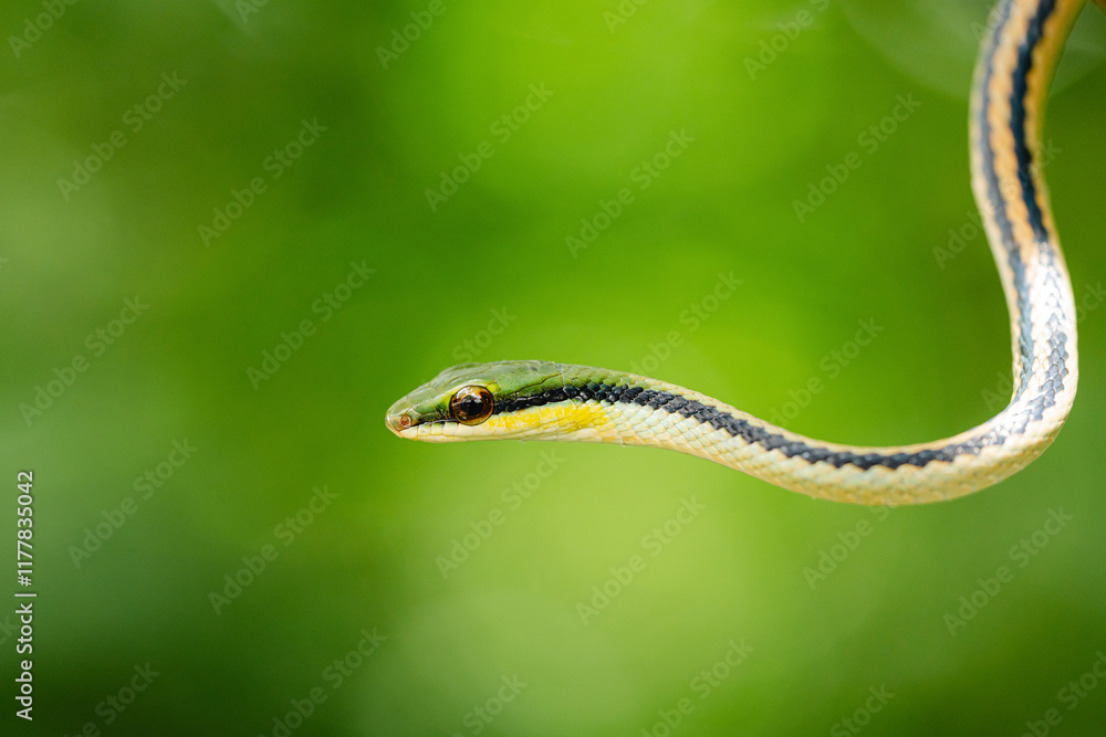 Close-up of a Green Racer Snake (Leptodrymus pulcherrimus) Close-up of a Green Racer Snake (Leptodrymus pulcherrimus)