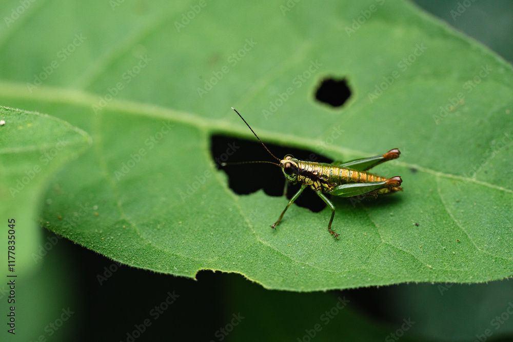 Grasshopper on a green leaf. Grasshopper on a green leaf.