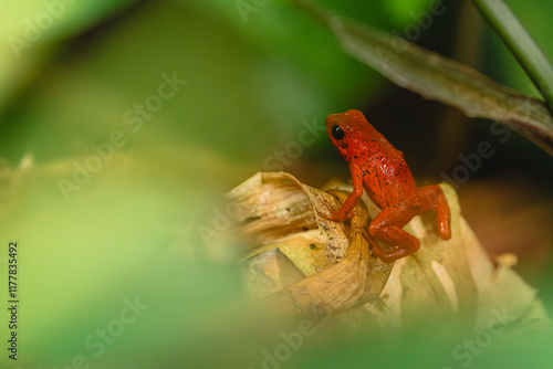 Red poison dart frog of the Caribbean of Costa Rica  photo