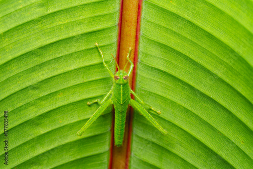 Small mountain jumper on a leaf photo