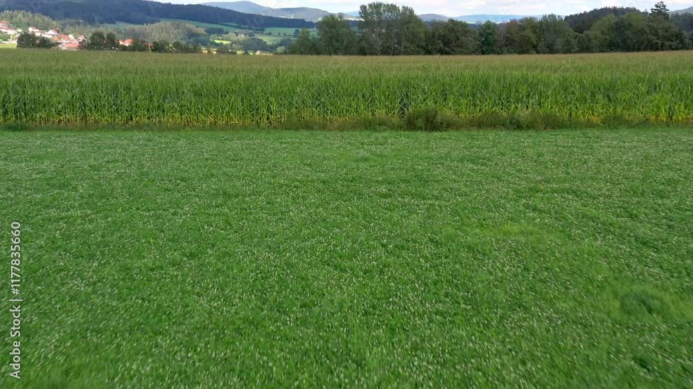 Filmmaterial eines Fluges über eine grüne Wiese und Maisfeld, Deutschland Filmmaterial eines Fluges über eine grüne Wiese und Maisfeld, Deutschland