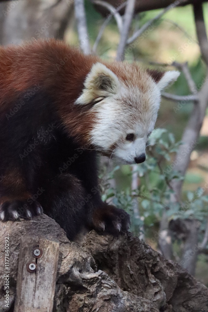 Obraz premium A red panda walking on a tree trunk, with its white face and reddish-brown fur clearly visible.