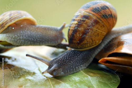 caracol sobre las hojas humedas photo