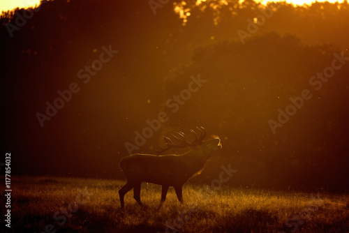 Photography A red deer (Cervus elaphus) in rutting seasons loud trumpets during the morning haze in autumn in Dyrehave Royal Park, Denmark