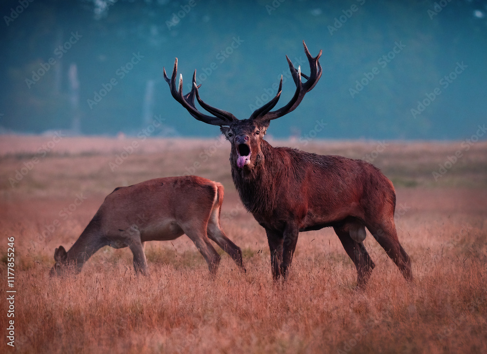 Fototapeta premium A red deer (Cervus elaphus) in rutting seasons loud trumpets during the morning haze in autumn in Dyrehave Royal Park, Denmark. Sunrise and sunset over the sea. Steam from the mouth.