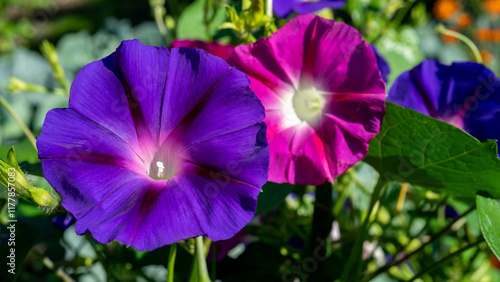 Billede på lærred Decorative flower Ipomoea is the largest genus in plant family Convolvulaceae