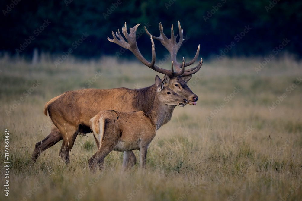 Obraz premium A red deer (Cervus elaphus) in rutting seasons loud trumpets during the morning haze in autumn in Dyrehave Royal Park, Denmark. Sunrise and sunset over the sea. Steam from the mouth.