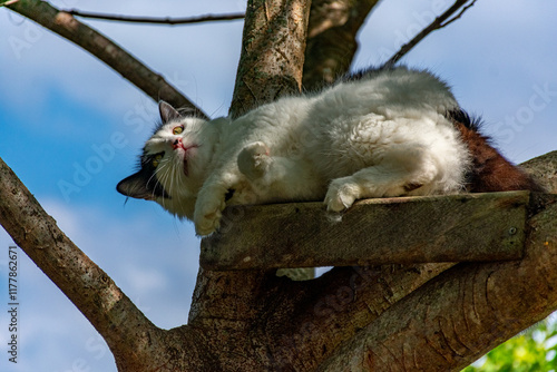 gato branco e preto deitado na árvore photo