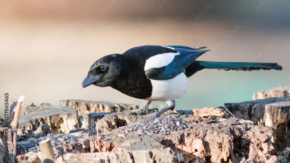 Obraz premium penguin on the rocks