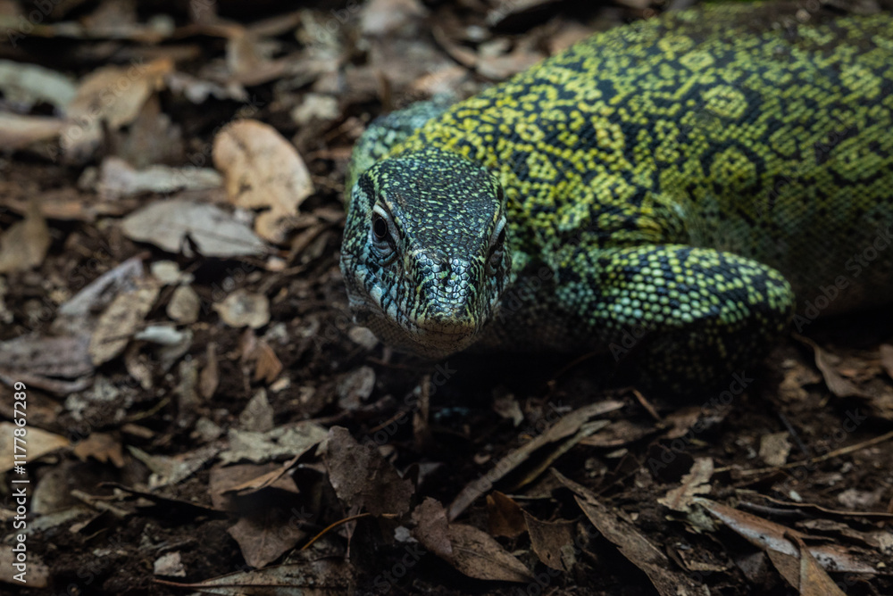 Fototapeta premium Lagarto