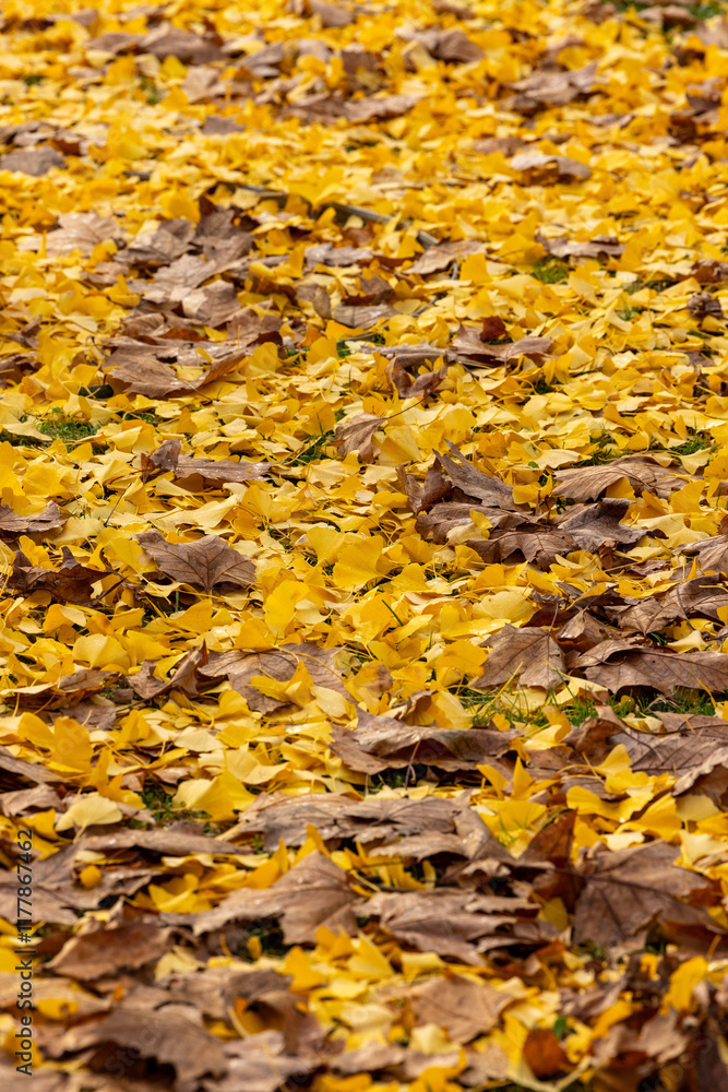 Tapis de feuilles aux couleurs de l'automne. Tapis de feuilles aux couleurs de l'automne.