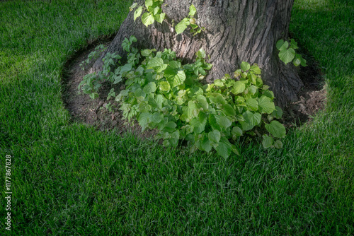 Tree Base with Green Leaves and Grass photo