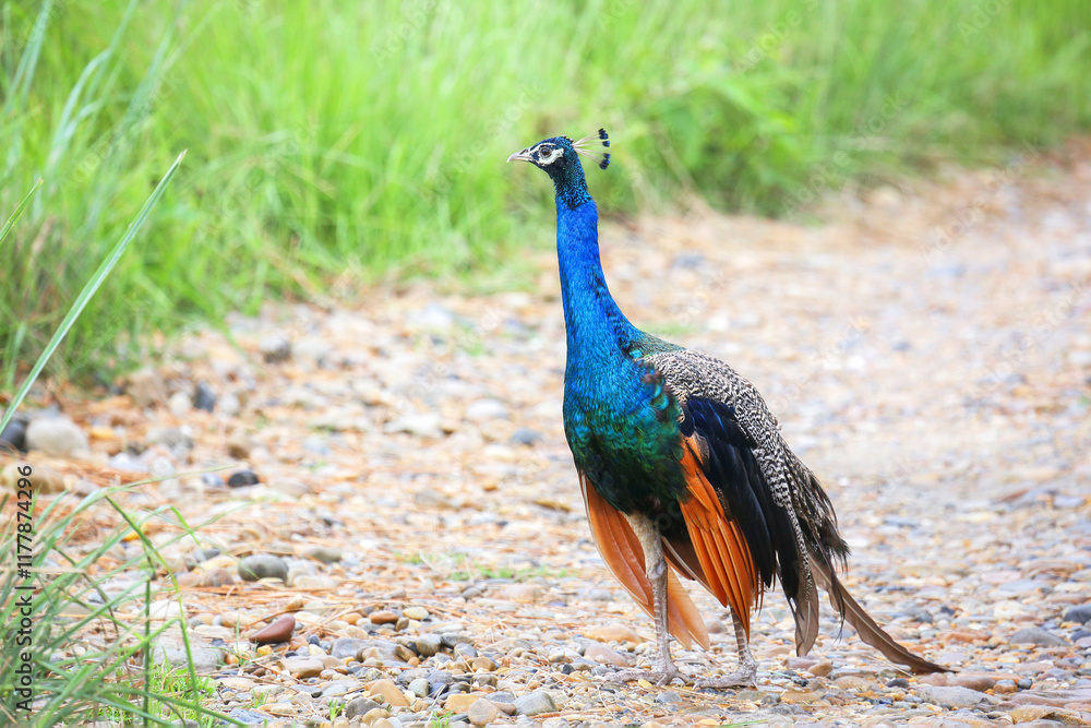 Obraz premium Indian peafowl