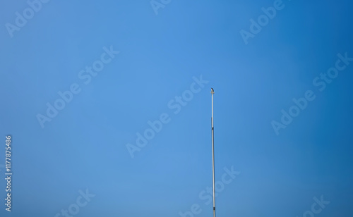 A lone bird perches atop a tall pole against a clear blue sky.  A minimalist scene of nature and stillness. photo