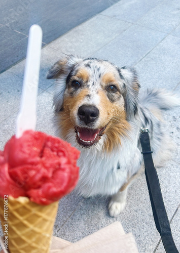 Australian Shepherd Eyes Ice Cream Cone photo