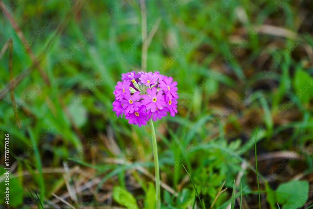Close-up of pink and purple flowers of Primula farinosa. This plant belongs to the Primulaceae family and grows in the high mountain regions of Europe. Taken on a hiking trail in the forest of the Dol Close-up of pink and purple flowers of Primula farinosa. This plant belongs to the Primulaceae family and grows in the high mountain regions of Europe. Taken on a hiking trail in the forest of the Dol