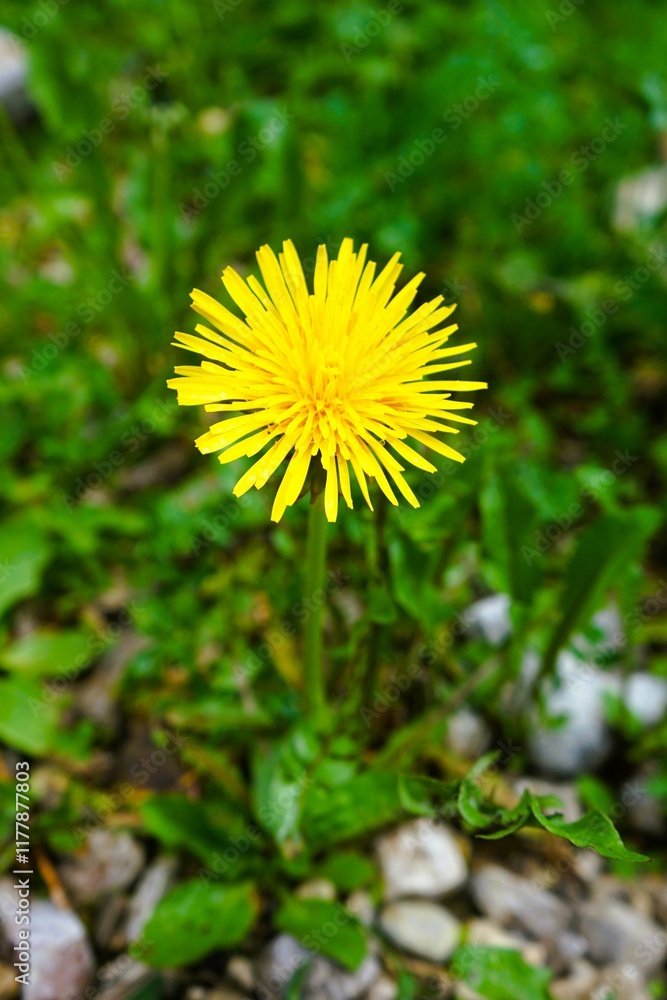 Close-up of yellow flowers of the common dandelion, Taraxacum officinale, from the Asteraceae family. Taken on the forest floor of a hiking trail in the Dolomites, in South Tyrol, Italy. Close-up of yellow flowers of the common dandelion, Taraxacum officinale, from the Asteraceae family. Taken on the forest floor of a hiking trail in the Dolomites, in South Tyrol, Italy.