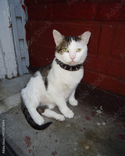 Cat with Studded Collar Sits Outside photo