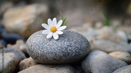 Single daisy on grey stone, surrounded by pebbles.