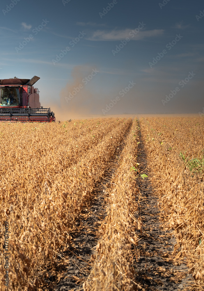 Fototapeta premium Harvesting combine in the wheat.