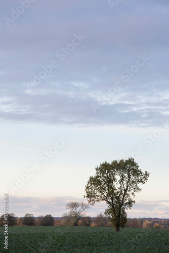 Field at evening