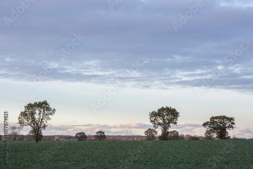 Field at evening