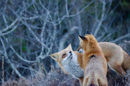 Mating pair of red Fox