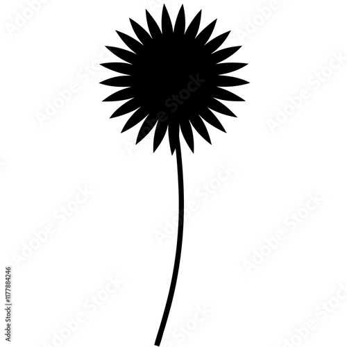 dandelion isolated on white