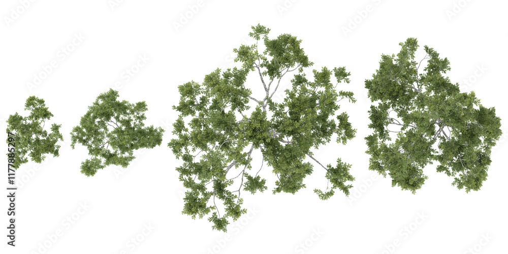 set of Corymbia trees on transparent background from the top view set of Corymbia trees on transparent background from the top view