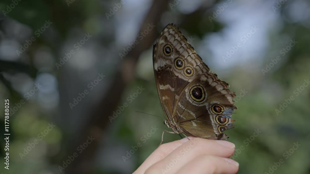 This video shows a close up view of a beautiful Blue Morpho butterfly on a human finger that is rotating around in curiosity.