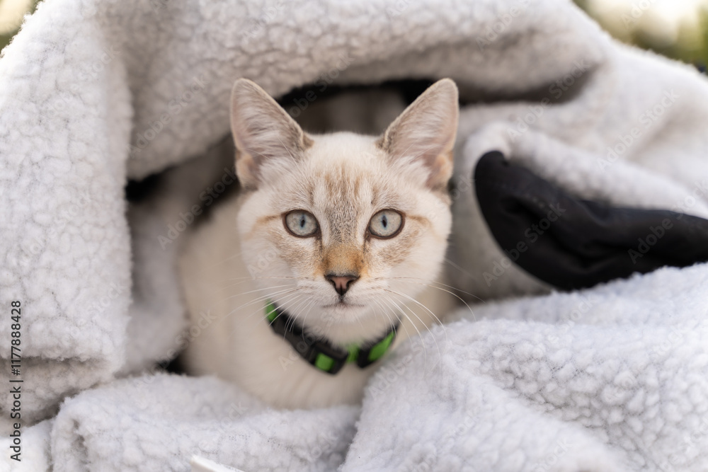 Cat with Blue Eyes in Blanket Cat with Blue Eyes in Blanket