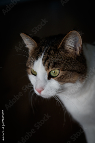 Wallpaper Mural European short-hair cat  Torontodigital.ca