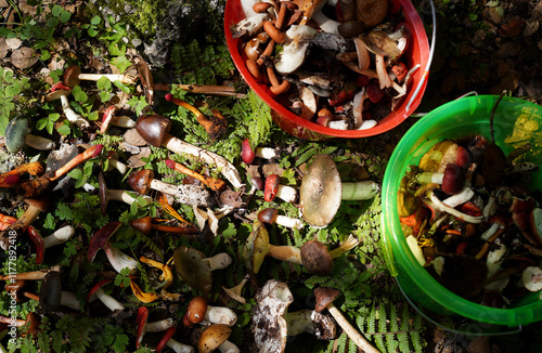 Close-up of freshly picked wild mushrooms in the primeval forest photo