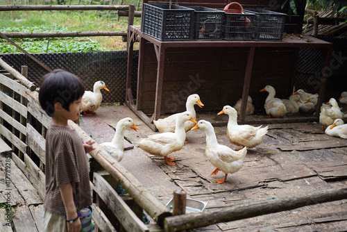 Chinese boy feeds lambs in the backyard of his home photo