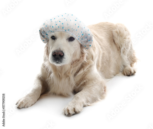 Cute funny dog in shower cap on white background photo