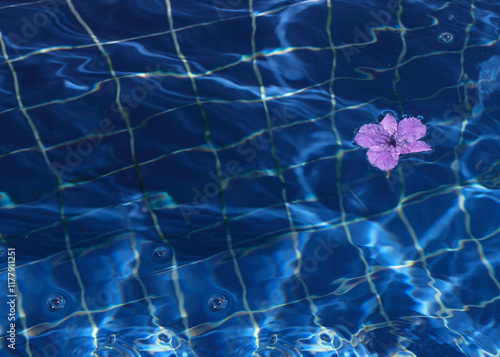 A delicate purple flower floats calmly in the clear blue water photo