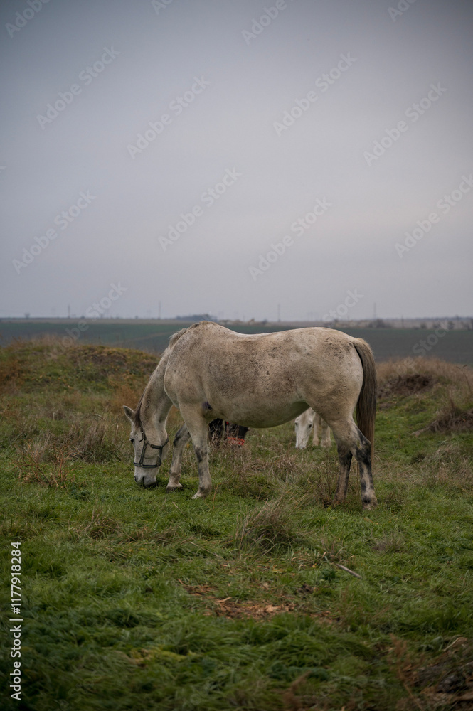 A horse is eating grass in a field A horse is eating grass in a field