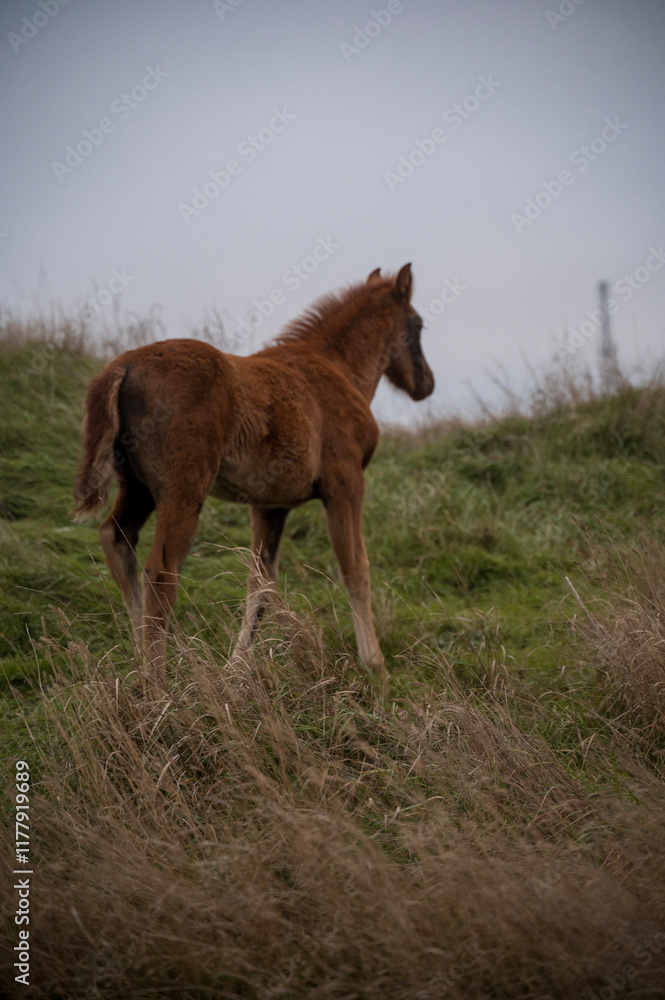 Fototapeta premium A horse standing on top of a grass covered field