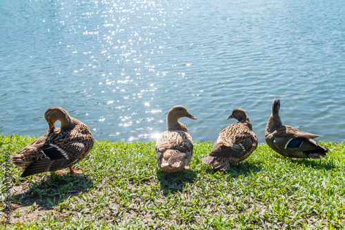 Ducks Relaxing by a Sparkling Lake in Bright Sunlight photo