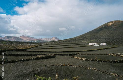 Vineyard in the wine region of La Geria, Lanzarote photo