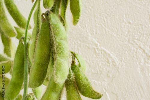 Soybean pods close up photo