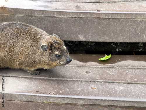 Rock hyrax, small furry mammal native to Africa, resting  on wooden steps, closeup