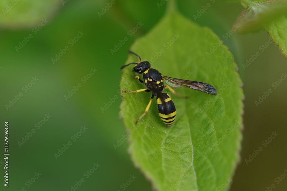 Ancistrocerus sp.
Ancistrocerus sp. in its natural element
Ancistrocerus sp.
Ancistrocerus sp. in its natural element