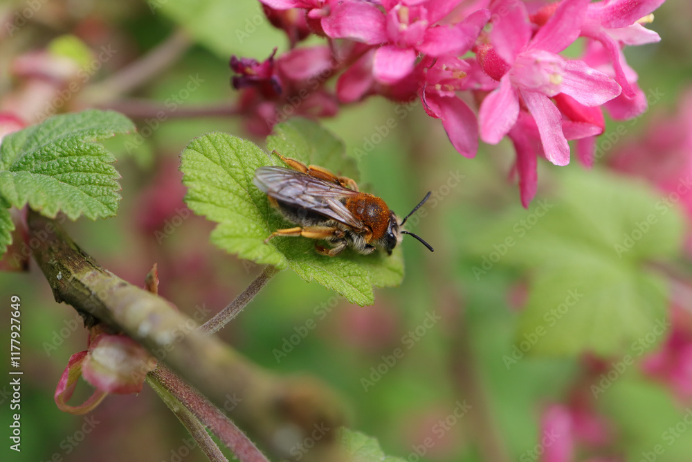 Andrène cul-rouille (Andrena haemorrhoa)
Andrena haemorrhoa in its natural element
Andrène cul-rouille (Andrena haemorrhoa)
Andrena haemorrhoa in its natural element