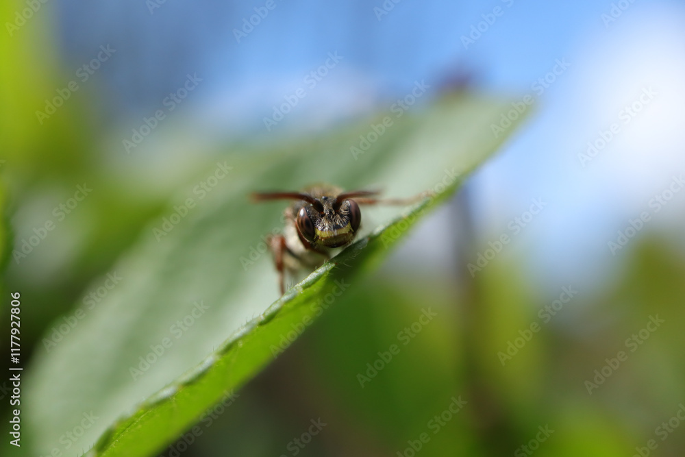 Nomada sp.
Nomada sp. in its natural element
Nomada sp.
Nomada sp. in its natural element