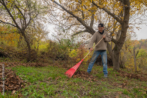 Leaf removal with rake. photo