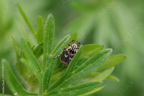 Cétoine punaise (Valgus hemipterus)
 photo