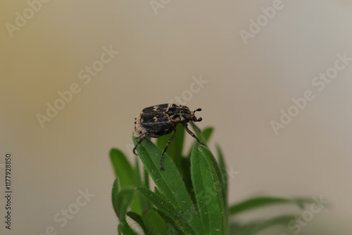 Cétoine punaise (Valgus hemipterus)
Valgus hemipterus in its natural element
 photo