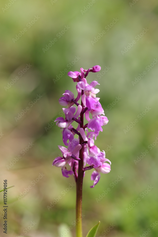 Orchis mâle (Orchis mascula)
 Orchis mascula in flower
